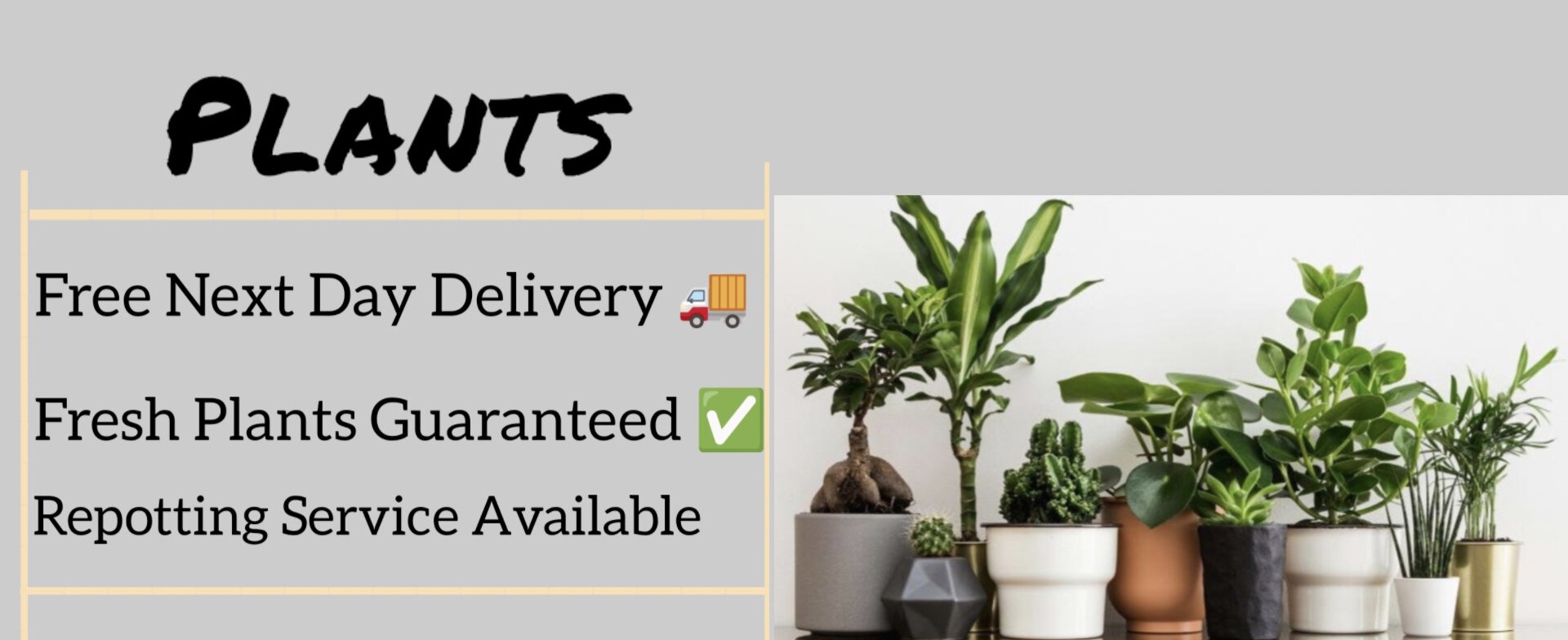 Saniya Nursery (One Stop For All Your Garden Needs)