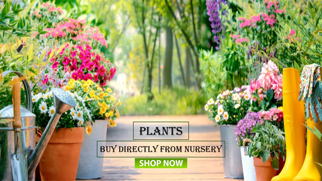 Saniya Nursery (One Stop For All Your Garden Needs)